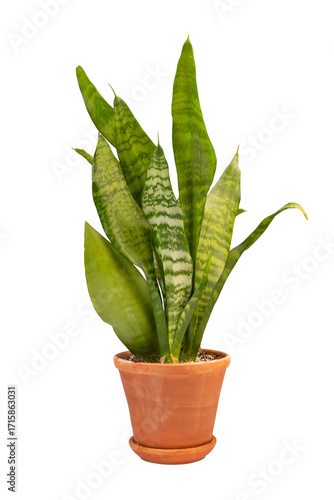 sansevieria plant in terracotta pot isolated on white background, home and office decor