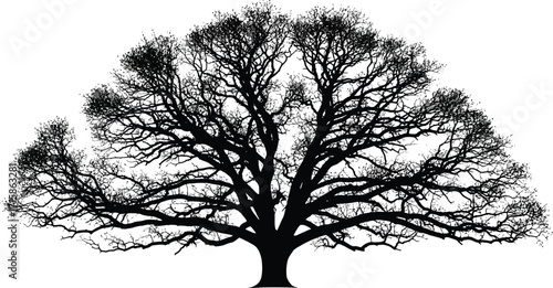 Silhouette of a majestic oak tree with intricate branches, creating a striking contrast and showcasing trees natural beauty