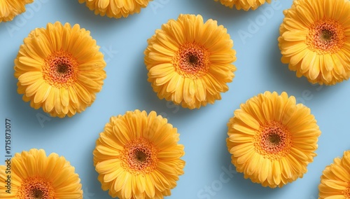 Yellow gerbera daisies in a light blue background pattern