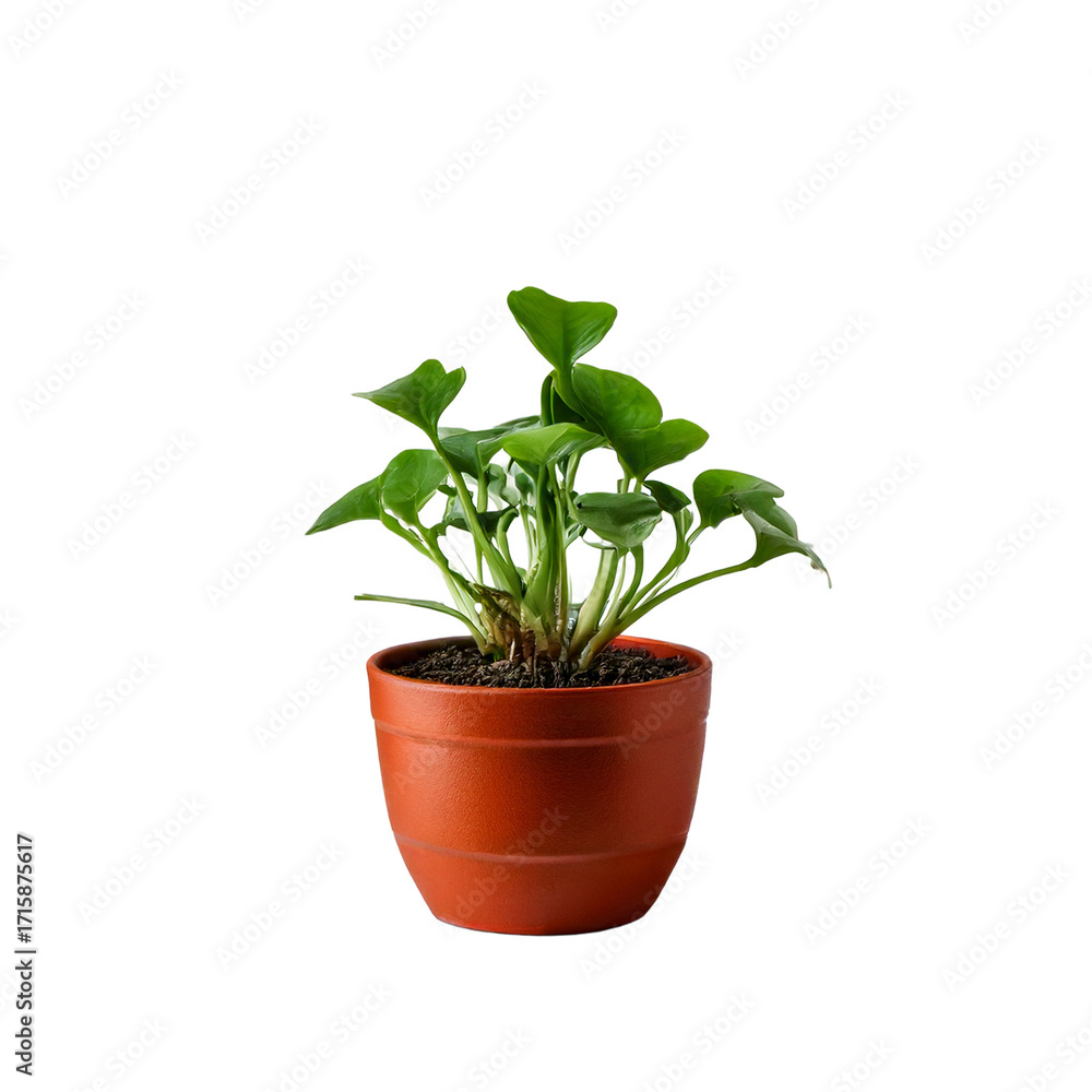 Fototapeta premium green plant in a pot on a transparent background.