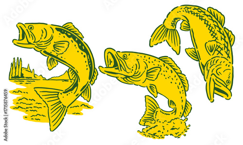 vintage illustration of a jumping Trout with vibrant colors and scales and prominent fin details.