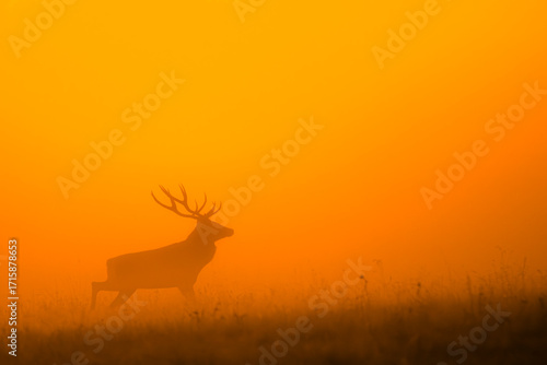 Fototapeta Naklejka Na Ścianę i Meble -  Red deer (Cervus elaphus) stag during the rutting season. Bieszczady Mountains, Poland.