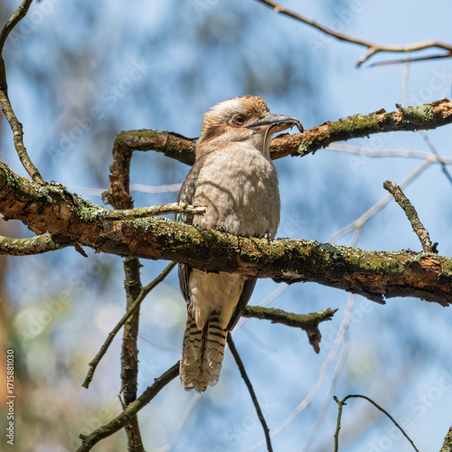 Kookaburra with Lizard in Mouth