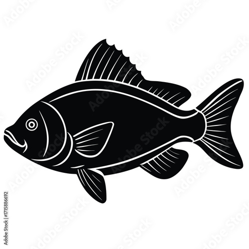 fish on a white background