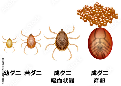 マダニの種類