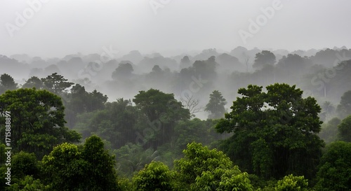 A misty rainforest landscape shrouded in rain, showcasing a dense canopy of lush green trees.