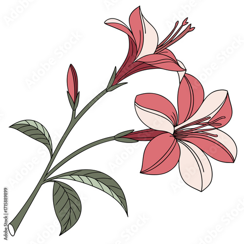 gardenia daisy hardy on white background 