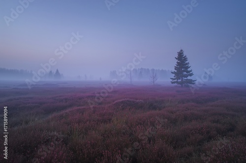 Wallpaper Mural Nebel über violetter Heide bei Morgenlicht mit einzelner Kiefer in Landschaft Torontodigital.ca