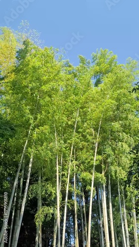 揺れる竹林・日本の風景／Swaying bamboo forest - Japanese landscape／흔들리는 대나무 숲 · 일본의 풍경