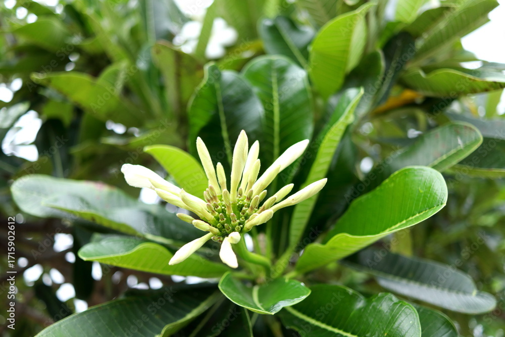 Obraz premium Young white flowers Frangipani or plumeria on bunch above green leaves on tree in Thailand.