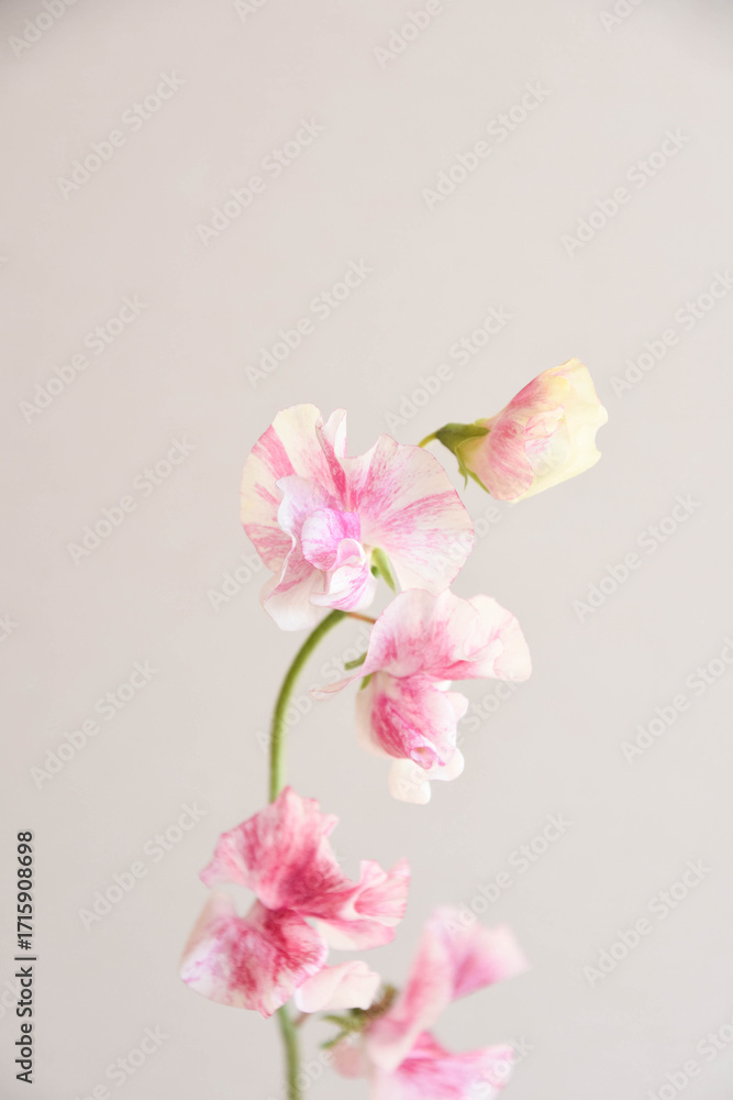 Fototapeta premium ピンクのスイートピー