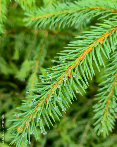 dew on the pine tree 