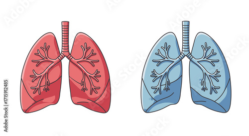 Illustration of Human Lungs