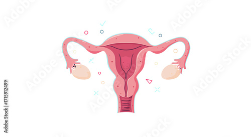 Female Reproductive System