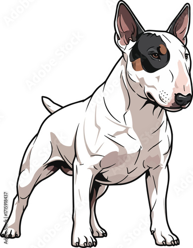 Bull Terrier dog standing alert stance vector illustration
