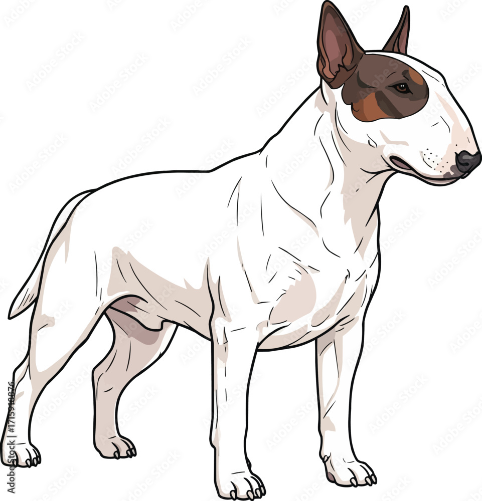 Fototapeta premium Bull Terrier dog standing side profile view vector illustration