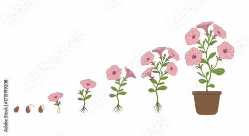 Simple Flat Style Flower Growth Stages in Potted Plant Illustration