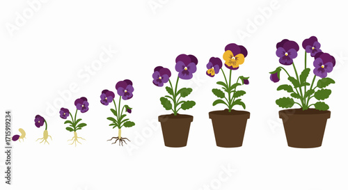 Animated Flat Illustration Growth Stages Violet Pansy Flower In Pot