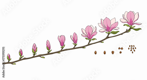 Watercolor Style Detailed Magnolia Blossom Life Cycle Botanical Illustration