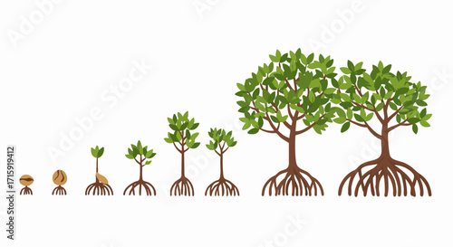 Flat Illustration Mangrove Tree Growth Stages From Seed to Mature Plant