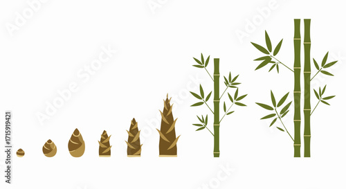 Minimalist Flat Illustration Bamboo Growth Stages Lifecycle Development Process Diagram