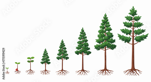Detailed Flat Style Growth Stages of Pine Tree Illustration Diagram