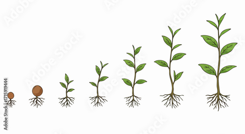 Handdrawn Detailed Plant Growth Stages Diagram Illustration on White Background