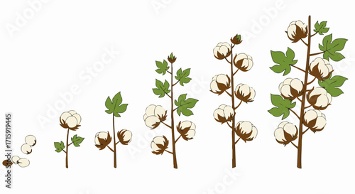 Detailed Handdrawn Cotton Plant Growth Stages Illustration Agriculture Concept