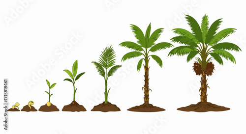Detailed Flat Illustration Date Palm Tree Growth Stages Development Process