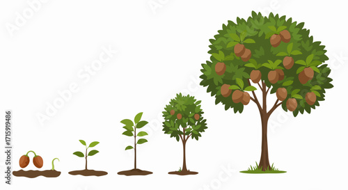 Flat Graphic Illustration of Sapodilla Tree Life Cycle Plant Growth Stages