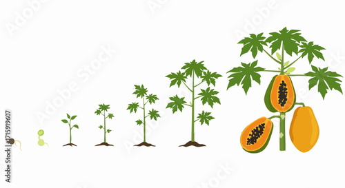 Flat Style Detailed Papaya Growth Cycle Plant Development Illustration