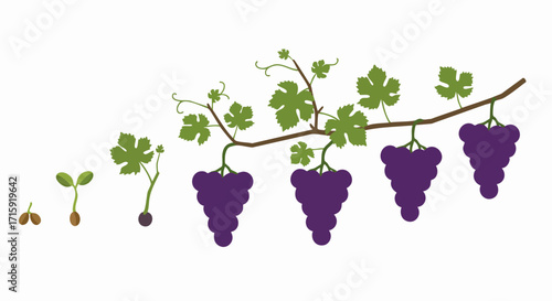 Minimalist Flat Design Grape Growth Stages with Vine and Leaves Illustration
