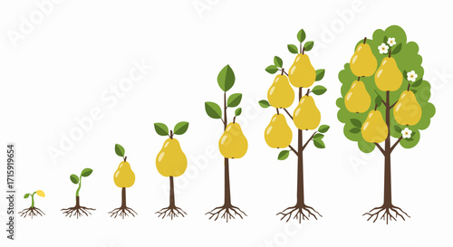 Flat Style Detailed Pear Tree Growth Stages Illustration Icon