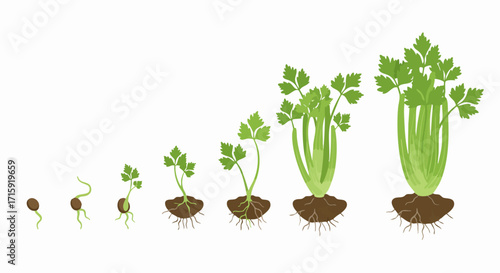 Realistic Celery Growing Stages Depicting the Sprout Plant Development Sequence