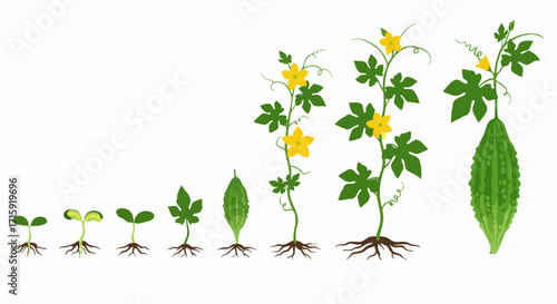 Detailed Flat Bitter Gourd Plant Growth Stages Botanical Illustration