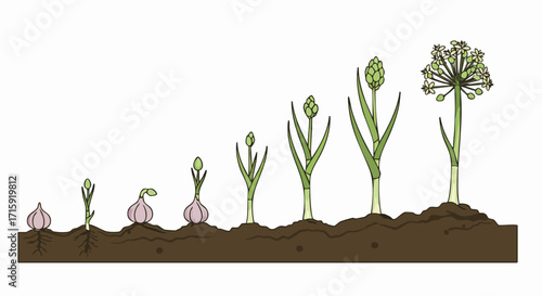 Hand Drawn Life Cycle of Garlic Plant Growing in Soil Illustration
