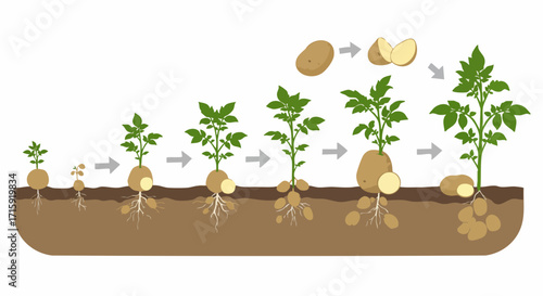 Flat Illustration Potato Plant Growth Life Cycle Stages Diagram