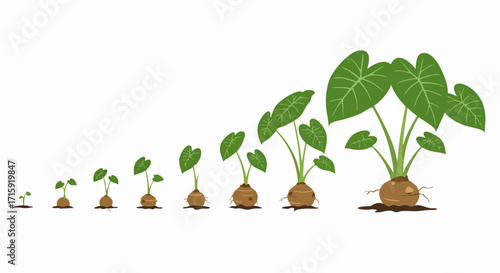 Flat Style Detailed Alocasia Plant Growth Stages Cycle Illustration