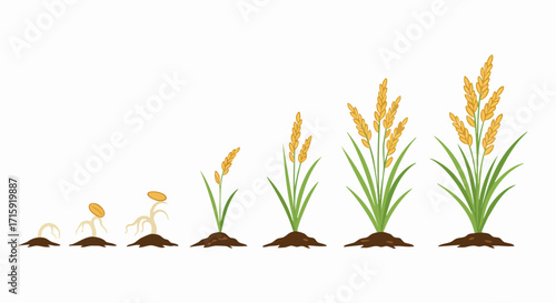 Flat Style Detailed Rice Growth Stages Development Agriculture Illustration