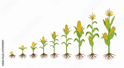 Hand Drawn Corn Growth Stages Detailed Illustration Agricultural Farming Process