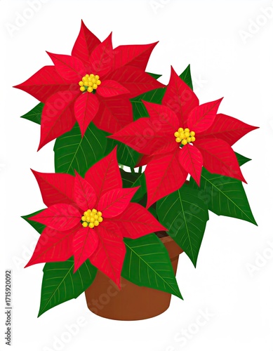 Vibrant red poinsettias, three blossoms, in a brown pot, with dark green leaves, isolated on white