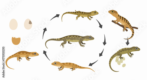 Detailed Flat Lizard Life Cycle Diagram with Eggs and Arrows
