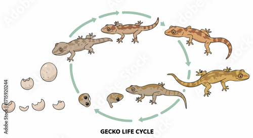 Detailed Handdrawn Gecko Life Cycle Illustration with Rounded Arrows Diagram