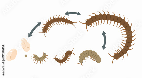 Flat Style Detailed Centipede Life Cycle Diagram Educational Illustration