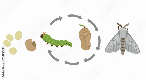 Flat Simple Life Cycle of Silkworm Illustration Educational Diagram