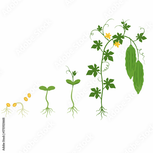 Detailed Artistic Watercolor Bitter Gourd Growth Stages Botanical Illustration