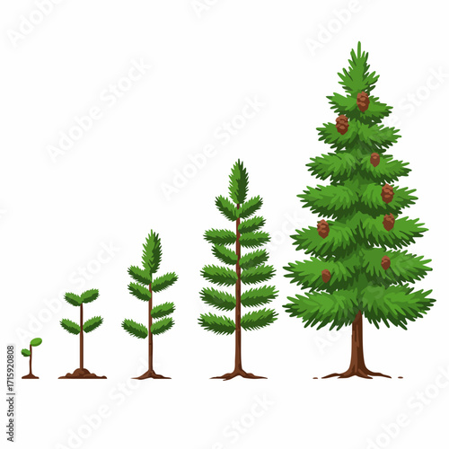 Flat Style Detailed Spruce Tree Growth Stages from Seedling to Mature