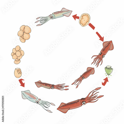 Detailed Colorful Life Cycle of Squid Illustration Diagram Educational Marine Biology