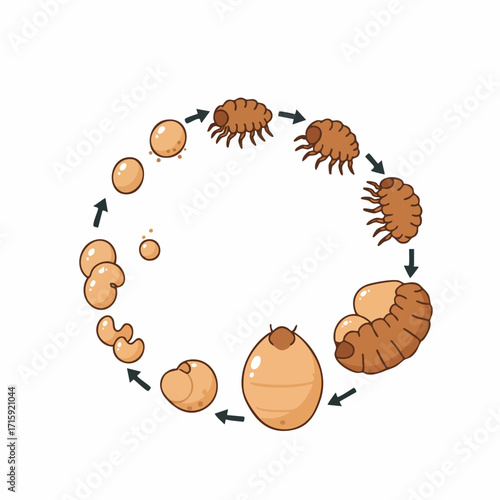 Flat Color Detailed Mite Life Cycle Diagram Educational Illustration