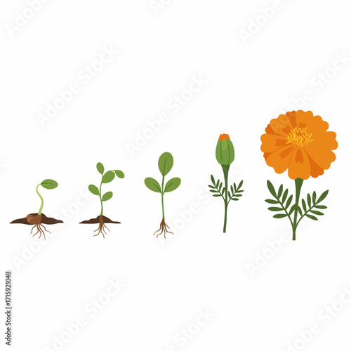Flat Illustration Orange Marigold Flower Growth Cycle Plant Development Stages